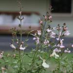 Serendipity On Allyn - Accommodation Georgetown 1