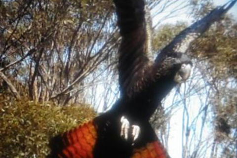 Cooinda Holiday Village - Accommodation Georgetown 1