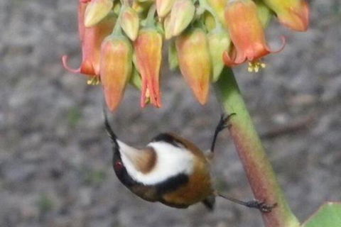 Cooinda Holiday Village - Accommodation Georgetown 6