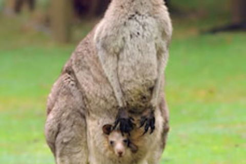 Halls Gap Lakeside Tourist Park - Accommodation Georgetown 1