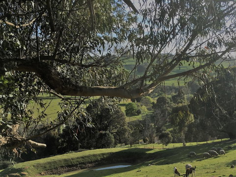 Balingup Highview Chalets - Accommodation Georgetown 1