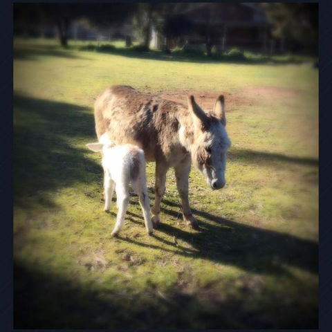 Donkey Tales Farm Cottages - Accommodation Georgetown 4