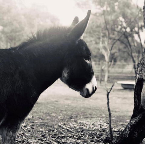Donkey Tales Farm Cottages - Accommodation Georgetown 3