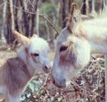 Donkey Tales Farm Cottages - Accommodation Georgetown