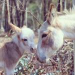 Donkey Tales Farm Cottages - Accommodation Georgetown 0