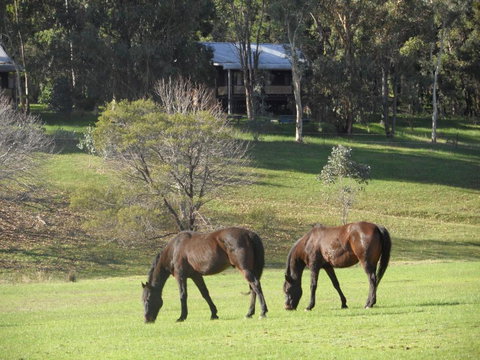 Balinga Cottages - Accommodation Georgetown 1
