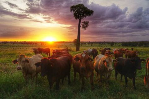 Myella Farm Stay - Accommodation Georgetown 0