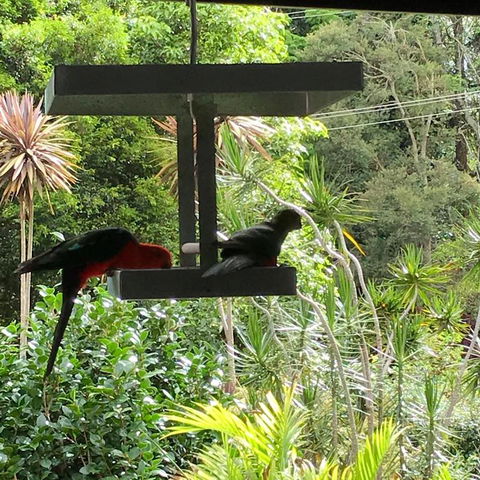 PK Illusions - Accommodation Georgetown 3