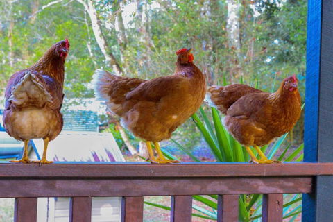 PK Illusions - Accommodation Georgetown 4