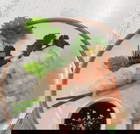 Golden Tree Cafe - Accommodation Georgetown