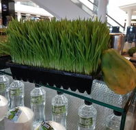 Top Juice - Accommodation Georgetown