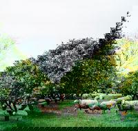 Cambray Cheese Farm Shop - Accommodation Georgetown