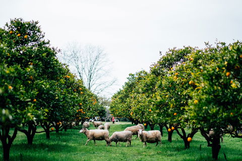 Cambray Cheese Farm Shop - Accommodation Georgetown 0