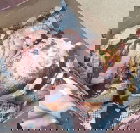 Tommy Sugo - Accommodation Georgetown