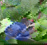 Tuckerberry Hill - Accommodation Georgetown