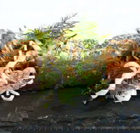 Pasfields Restaurant  Bar Deck - Accommodation Georgetown