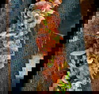 Yorokobi - Accommodation Georgetown