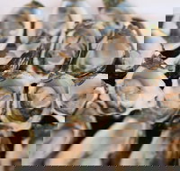 S.D. Caputo And Sons - Accommodation Georgetown