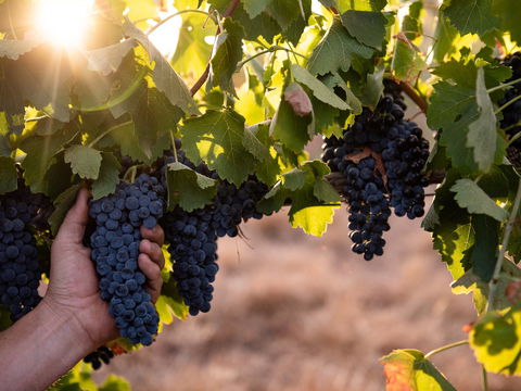 Printhie Wines - Accommodation Georgetown 2