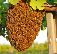Whistling Kite Biodynamic Wines - Accommodation Georgetown