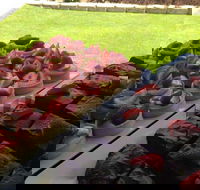 That Food Truck - Accommodation Georgetown