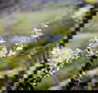 Barrgowan Vineyard - Accommodation Georgetown