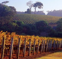 Maiolo Wines and Vineyard - Accommodation Georgetown