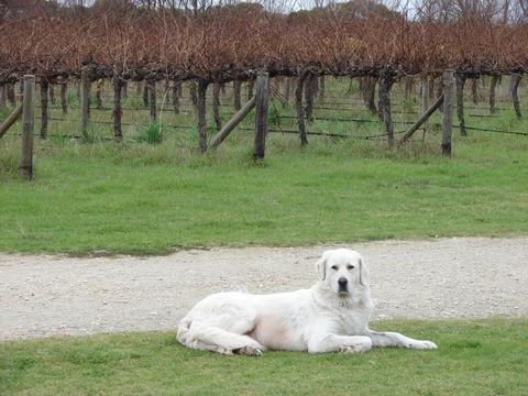 Mount Benson Estate - Accommodation Georgetown 1