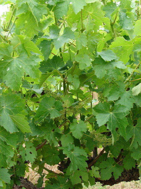 Mount Benson Estate - Accommodation Georgetown 2