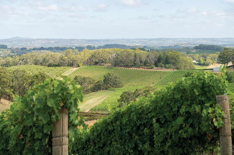 Pike And Joyce Wines - Accommodation Georgetown 2