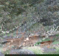 Hahndorf Venison - Accommodation Georgetown