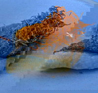 Le Sands Restaurant - Accommodation Georgetown