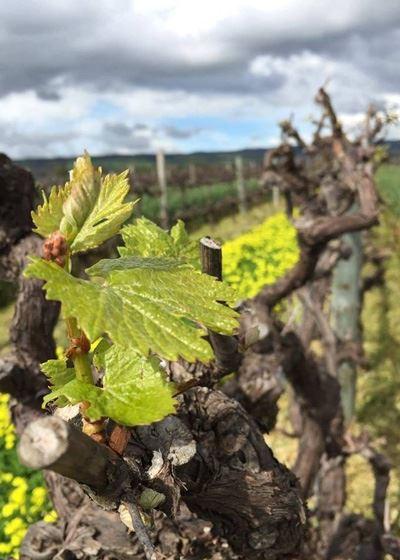 Serafino Restaurant - Accommodation Georgetown 1