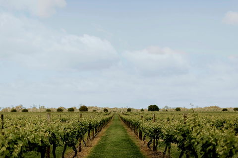 Mitchelton Winery Estate - Accommodation Georgetown 1