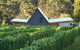 Two Bud Spur Vineyard - thumb 0