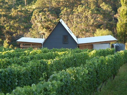 Two Bud Spur Vineyard - Accommodation Georgetown 0