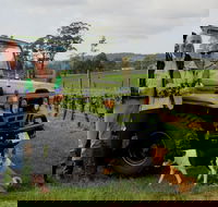 Brook Eden Vineyard - Accommodation Georgetown