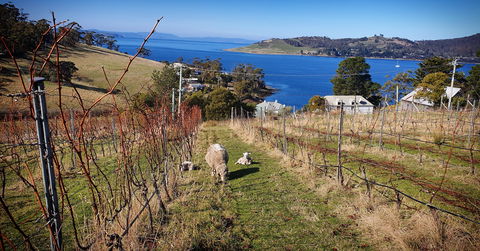 Anim Wine - Accommodation Georgetown 1