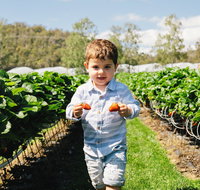 Hillwood Berries Farmgate  Pick Your Own - Accommodation Georgetown