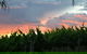Serengale Vineyard - thumb 1