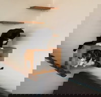 Hobart Cat Cafe - Accommodation Georgetown