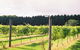 Cedar Creek Estate Vineyard & Winery Restaurant - thumb 16