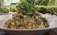 Cedar Creek Estate Vineyard & Winery Restaurant - thumb 3
