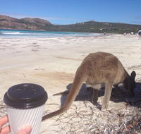 Lucky Bean - Accommodation Georgetown