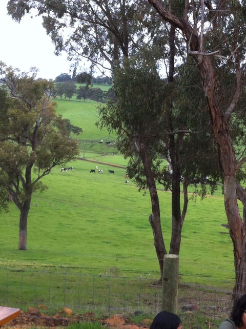 Ferguson Falls Wines Cafe - Accommodation Georgetown 7