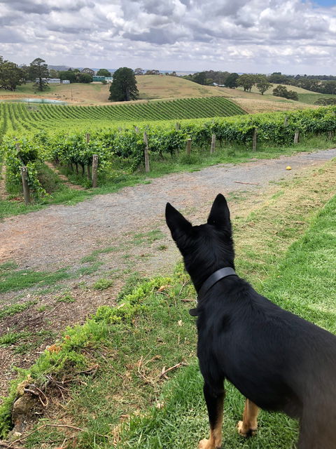 Anderson Hill Cellar Door Restaurant - Accommodation Georgetown 1