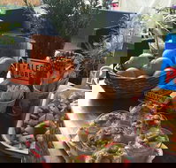 Island fruit Barn - Accommodation Georgetown