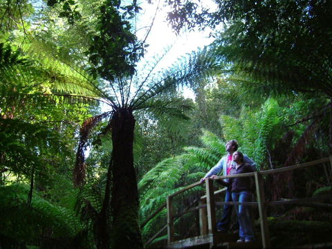 Huon Bush Retreats - Accommodation Georgetown 1