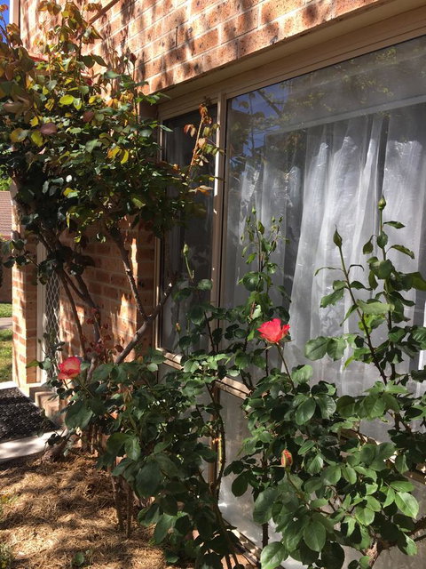 Finches Canberra - Accommodation Georgetown 30