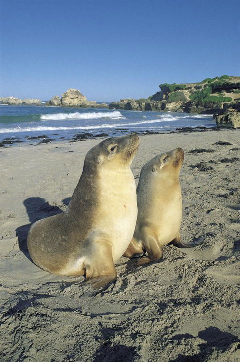 Kangaroo Island Seafront - Accommodation Georgetown 40